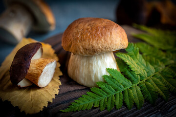 Autumn still life. Edible delicacy mushrooms Boletus and fox fern on cutting board.