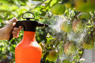 Applee Tree with Apples Spraying Pesticides. Pest Control of Orchard. Farmer Hand with Spray Bottle...