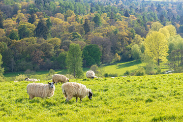 Sheep grazing in evening light in the valley of the River Coln near the Cotswold village of...