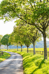 Grass verges, post & rail fences and standard trees beside a country lane in evening light in the valley of the River Coln near the Cotswold village of Yanworth, Gloucestershire, England UK