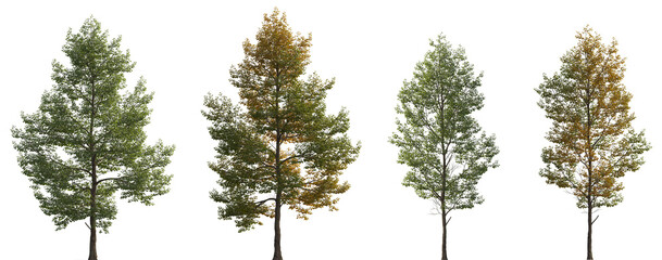 Summer and autumn Tilia cordata set street trees medium and small partly yellow two seasons isolated png on a transparent background premium cutout (Small-leaved linden, European linden)