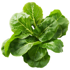 Fresh Green Romaine Lettuce Leaves, Isolated on a Transparent Background, Graphic Resource