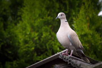 a collared dove perched on a wood roof at a spring day