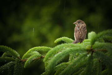young sparrow perching on a twig from a spruce at a rainy spring day
