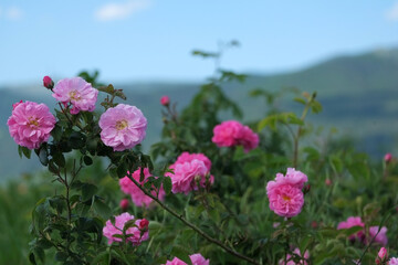 Rosa damascena. Damask rose. Oil-bearing rose. Bulgarian rose oil.	