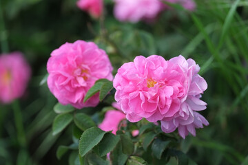Fototapeta premium Rosa damascena. Damask rose. Oil-bearing rose. Bulgarian rose oil. 
