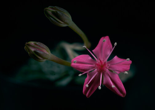 Flowers Tacitus bellus, Graptopetalum bellum , blooming