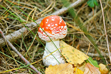 Mushroom-a fly agaric