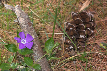 Purple flower contrasting with brown pinecone