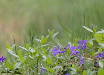 Gentle purple flowers blooming in grass