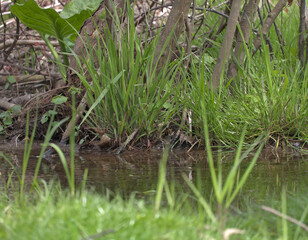 Mysterious grassy banks growing by small stream