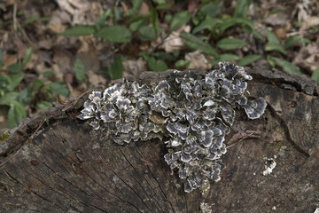 Mossy mushrooms growing on stump