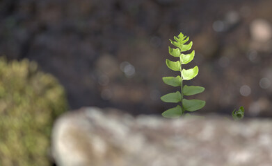 Small fern leaflet from behind rock