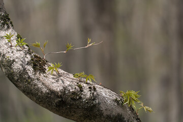 Isolated waxy leaf vine on branch