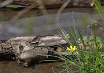 Delicate yellow flower growing by small stream