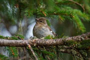 common chaffinch female perched on a twig from a spruce at a spring morning