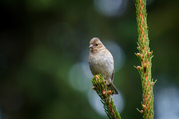 common chaffinch female perched on a twig from a spruce at a spring morning