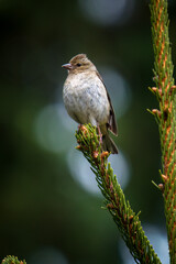 common chaffinch female perched on a twig from a spruce at a spring morning