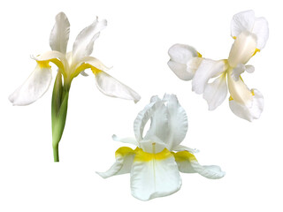 白いイリススプリアの花