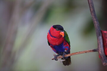 The black-capped lory (Lorius lory) also known as western black-capped lory or the tricolored lory, is a parrot found in New Guinea and adjacent smaller islands.