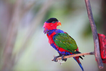 The black-capped lory (Lorius lory) also known as western black-capped lory or the tricolored lory, is a parrot found in New Guinea and adjacent smaller islands.