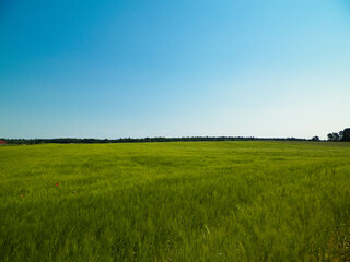 Green field in Kashubian village.