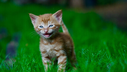 Yellow kitten. Yellow kittens playing in the garden. Yellow stray kitten.