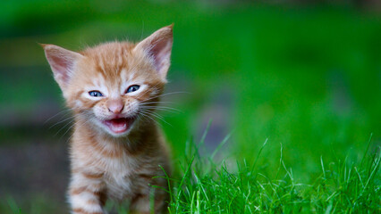 Yellow kitten. Yellow kittens playing in the garden. Yellow stray kitten.