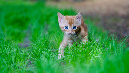 Yellow kitten. Yellow kittens playing in the garden. Yellow stray kitten.