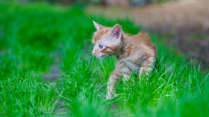 Yellow kitten. Yellow kittens playing in the garden. Yellow stray kitten.