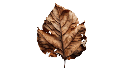 Dry or dead leaf isolated on the transparent background.