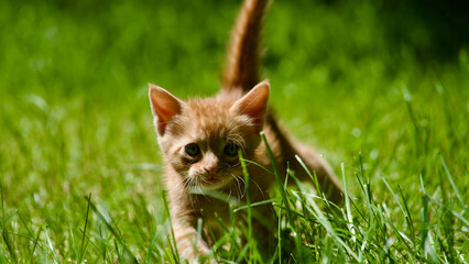 Yellow kitten. Yellow kittens playing in the garden. Yellow stray kitten.