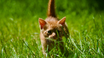 Yellow kitten. Yellow kittens playing in the garden. Yellow stray kitten.