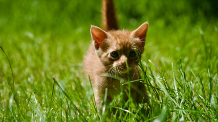 Yellow kitten. Yellow kittens playing in the garden. Yellow stray kitten.