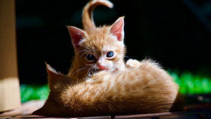 Yellow kitten. Yellow kittens playing in the garden. Yellow stray kitten.