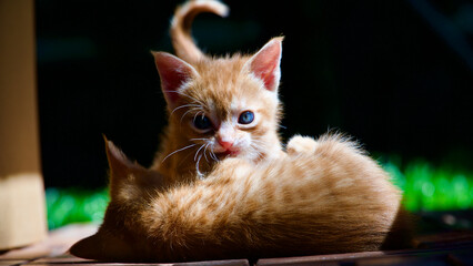 Yellow kitten. Yellow kittens playing in the garden. Yellow stray kitten.