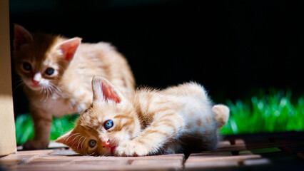 Yellow kitten. Yellow kittens playing in the garden. Yellow stray kitten.