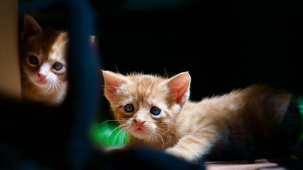 Yellow kitten. Yellow kittens playing in the garden. Yellow stray kitten.