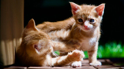 Yellow kitten. Yellow kittens playing in the garden. Yellow stray kitten.