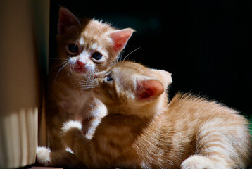 Yellow kitten. Yellow kittens playing in the garden. Yellow stray kitten.
