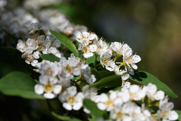 White blossom of the cotoneaster