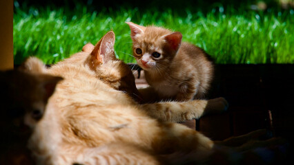 Yellow kitten. Yellow kittens playing in the garden. Yellow stray kitten.