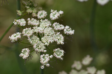 Close-up of the blossom of the parsley water-dropwort