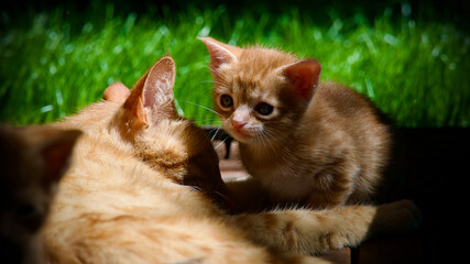 Yellow kitten. Yellow kittens playing in the garden. Yellow stray kitten.
