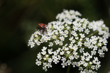 Blossom of a burnet with fire bug