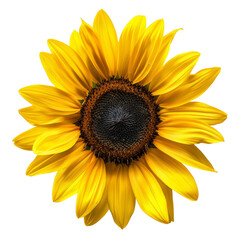 Fototapeta premium Sunny yellow sunflower on clean white isolated. 
