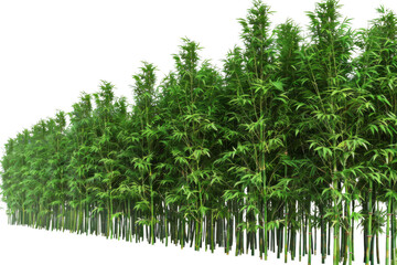 Naklejka premium A row of tall green bamboo trees