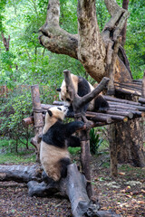 The giant panda playing each other after the raining and look very happy in the wood bridge