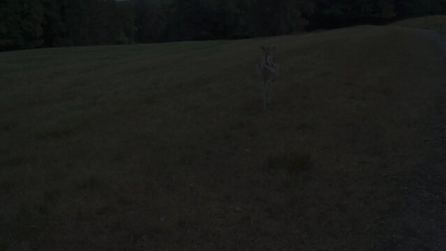 Biche 