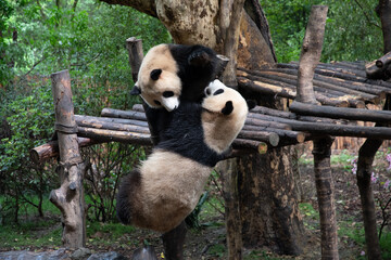 The giant panda playing each other after the raining and look very happy in the wood bridge